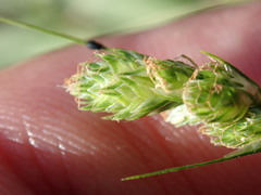 Carex longii