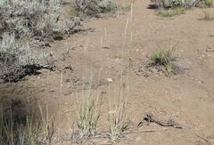 Thinopyrum intermedium intermedium