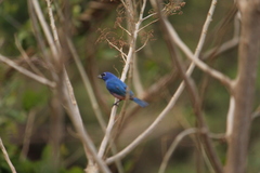Passerina rositae