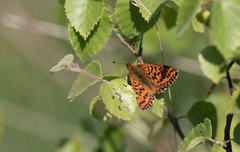 Boloria aquilonaris