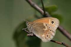 Coenonympha tullia