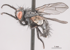 Triarthria setipennis