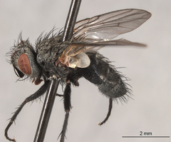 Triarthria setipennis