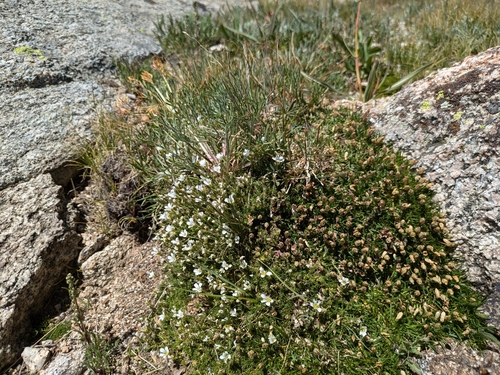 Image of Alpine Sandwort (Cherleria obtusiloba) by (c) MtBotany, some rights reserved (CC BY-SA)