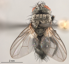 Triarthria setipennis