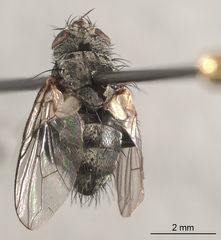 Triarthria setipennis
