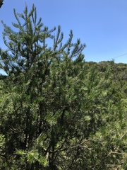 Pinus remota
