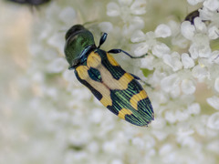 Castiarina oblita