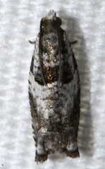 Rhopobota