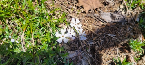 Image of Phlox bifida by no rights reserved