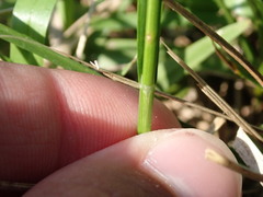 Carex longii