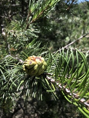 Pinus remota