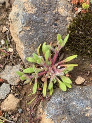 Chorizanthe polygonoides var. polygonoides