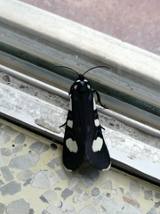 Alypiodes bimaculata