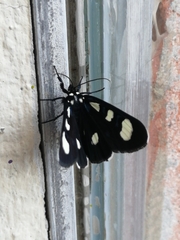 Alypiodes bimaculata