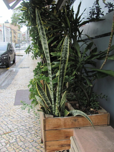 Sansevieria trifasciata 'Golden Flame'