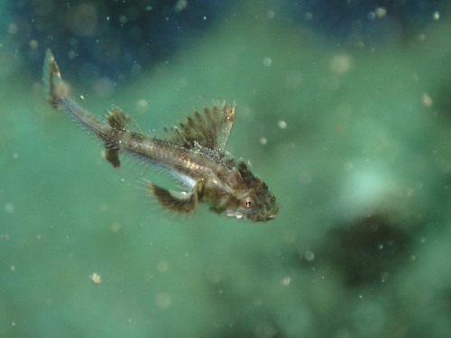 Pixie poacher (Stellerina xyosterna) — Agonidae