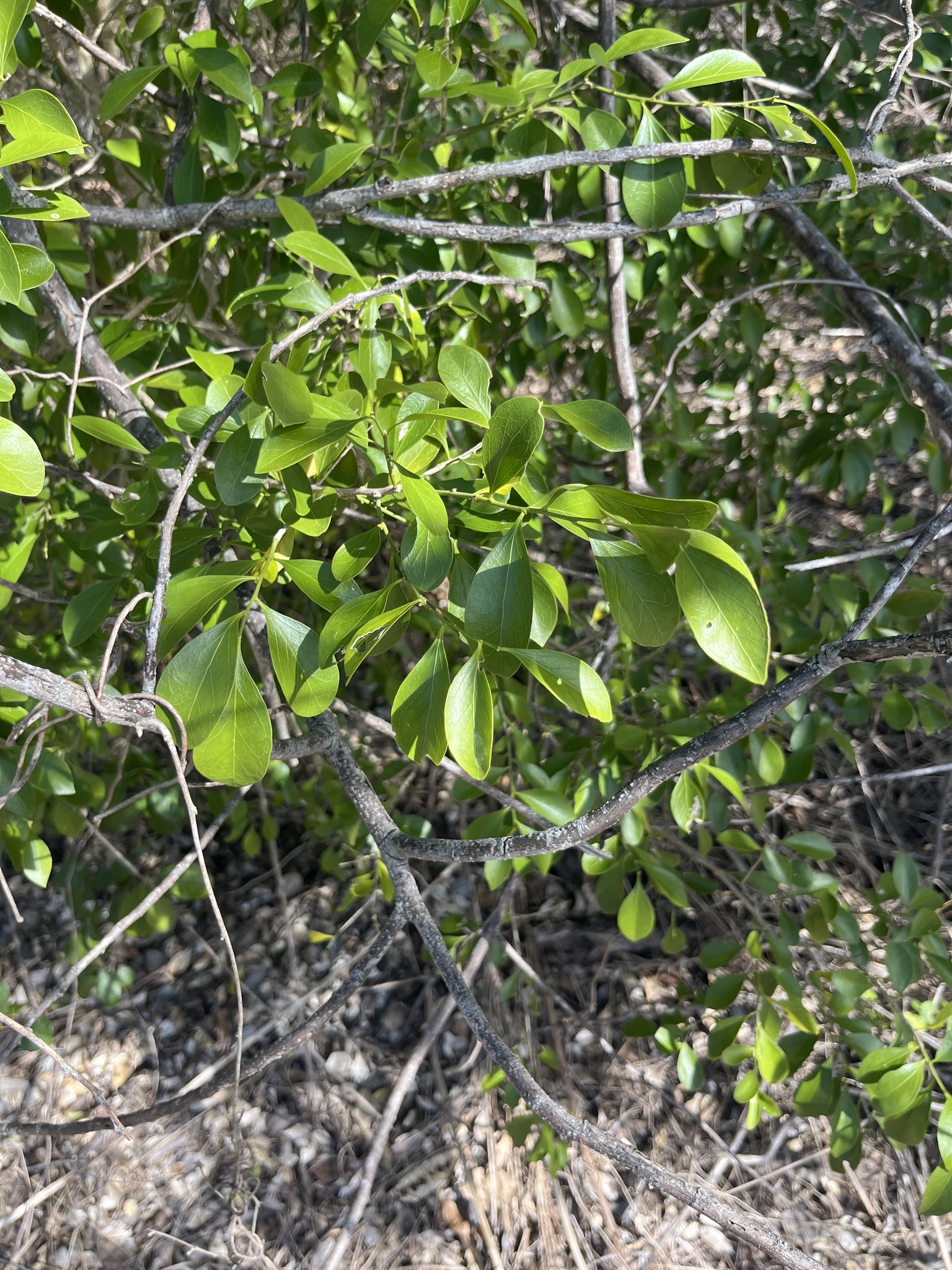 Imagem de Cola-navalha