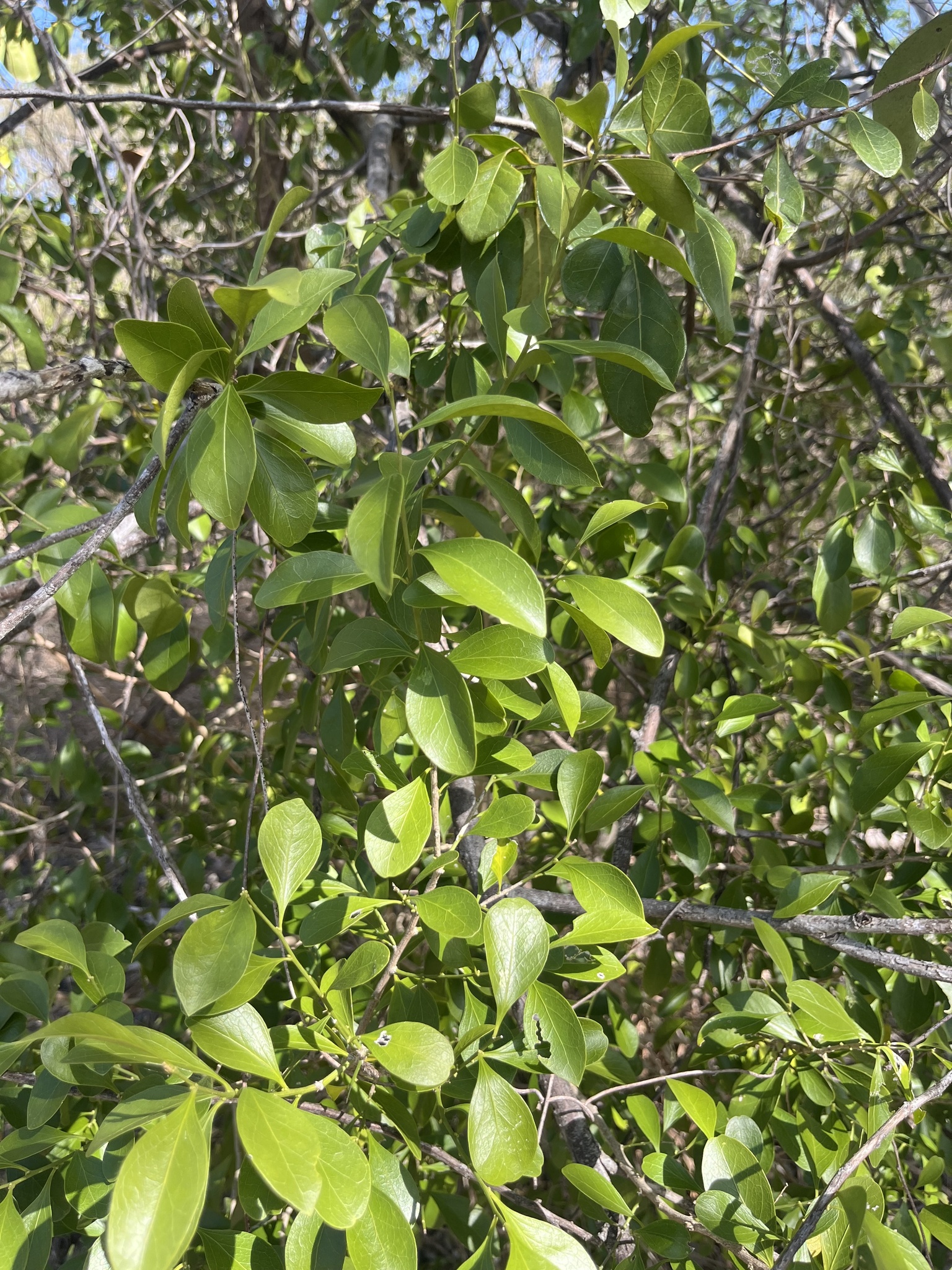 Imagem de Cola-navalha