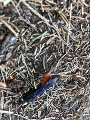Urocerus cressoni
