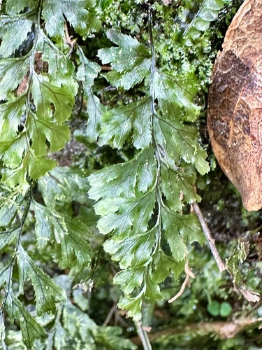 Hymenophyllum holochilum observed 2025-03-22
