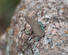 Callophrys affinis