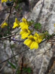 Tropaeolum hookerianum