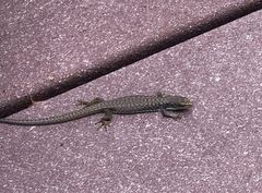 Elgaria coerulea palmeri