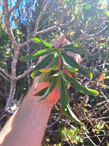 Image of Brachyglottis kirkii by (c) Oscar Dove, some rights reserved (CC BY)