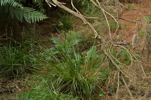 Image of Carex uncinata by (c) Christopher Stephens, some rights reserved (CC BY-SA)