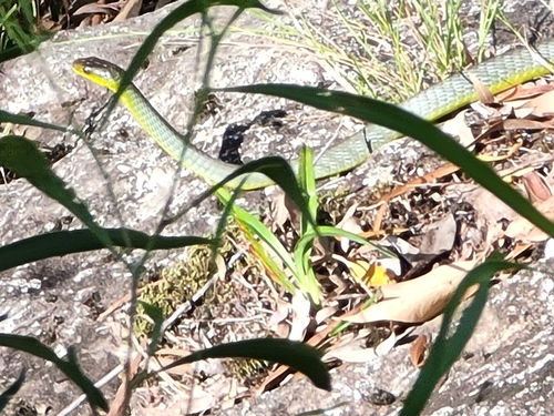 Common Tree Snake sighting