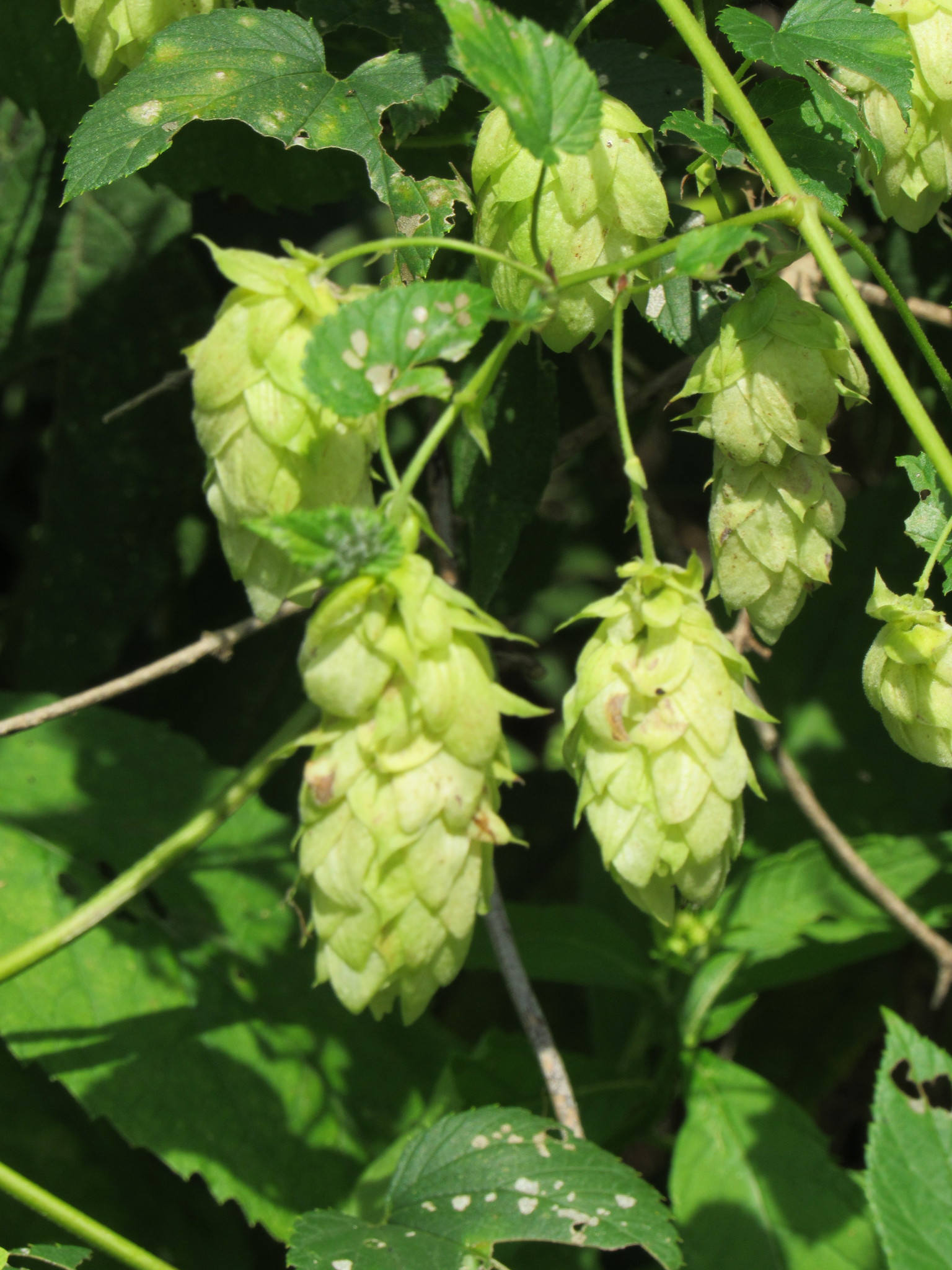 Humulus lupulus var. pubescens