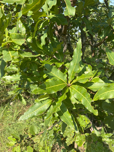 Foto de Faurea rochetiana