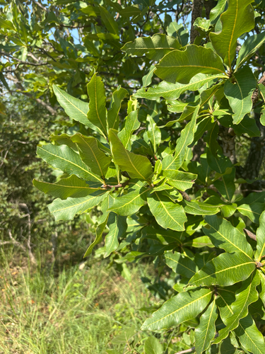 Foto de Faurea rochetiana