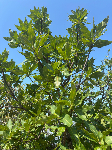 Foto de Faurea rochetiana