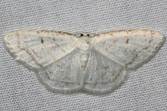 Protitame virginalis