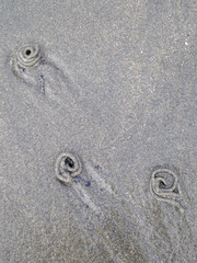 Abarenicola pacifica