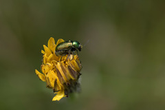 Cryptocephalus aureolus