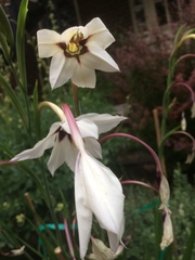 Gladiolus murielae