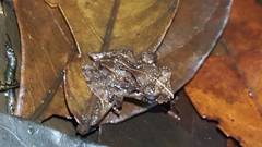 Craugastor megacephalus