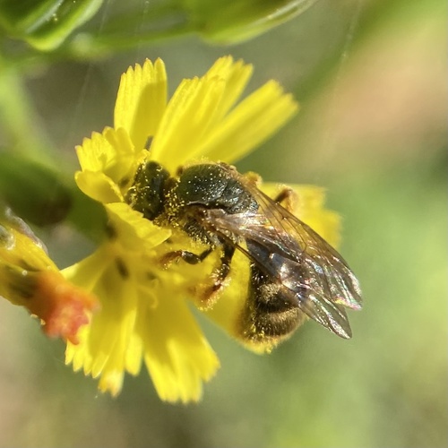 Reticulate Dialictus photo 3