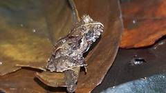 Craugastor megacephalus