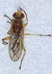 Tetanocera plebeja