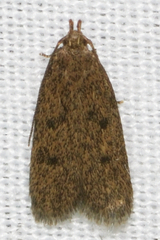 Glyphidocera juniperella