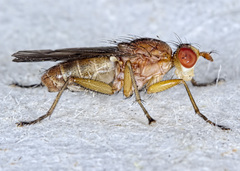 Tetanocera plebeja