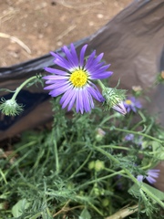 Machaeranthera tanacetifolia