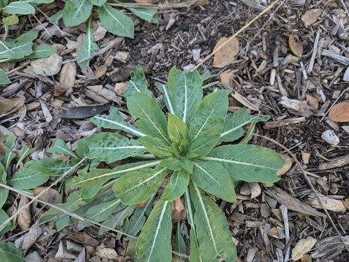 Hooker's Evening Primrose foliage