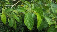 Lycianthes sanctaeclarae