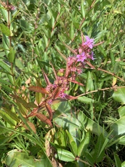 Decodon verticillatus