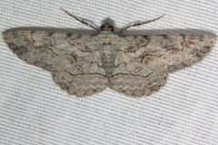 Iridopsis larvaria